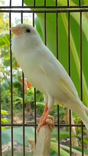 Listen Close: Nature’s Most Perfect Melody 💎 #perfectmelody #birdlovers #natureheals #soundon #fyp