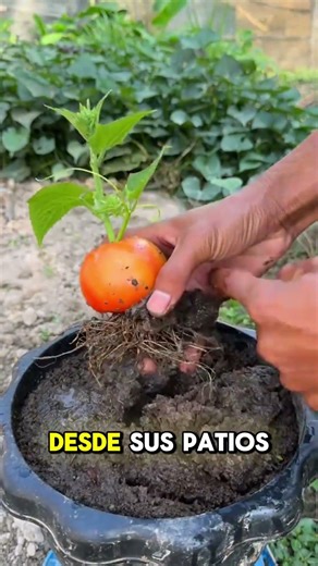 Cómo cultivar tomates gigantes en tiempo récord 🍅🚀 | Método fácil en casa #tomates