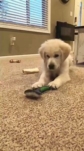Golden pup vs brush 🤭 | Charlie The Golden