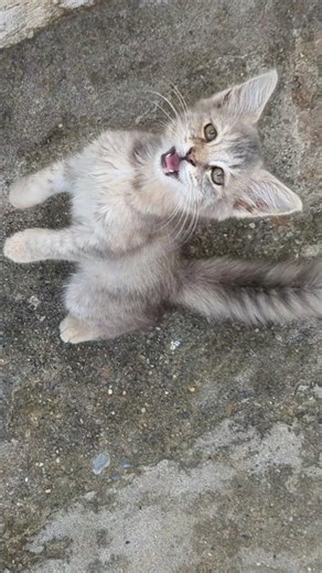 Adorable Baby Cat Meowing Sounds 🙀 #catvideos