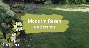 Wenn ihr Moos im Rasen habt, liegt das häufig an sechs Gründen. Welche das sind und was ihr gegen Moos im Rasen tun könnt, zeigt euch Garten-Experte Dieke im Video. 😊 | Mein schöner Garten