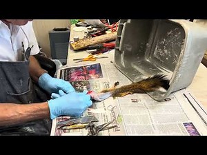 Skinning and Fleshing