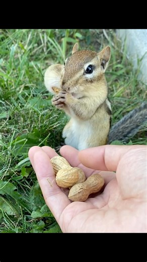 Hand-feeding a tiny chipmunk🥜
