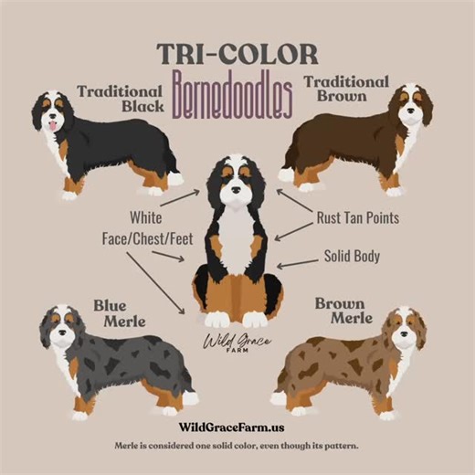 🎨 Tri-Color Bernedoodles 101 🐾 Tri-color Bernedoodles have a mix of three shades — a dark base, rust/tan points, and white markings. Common tri-color types include: 🖤 Traditional Black Tri 🤎 Traditional Brown Tri 💙 Blue Merle Tri 🤎 Brown Merle Tri Merles are still considered tri-color because of their tan and white points, even with their marbled pattern. 🌈 There are also other unique tri variations not shown here — each Bernedoodle wears its colors in their own one-of-a-kind way! 💕 🌿 L