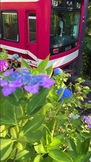 あじさい電車 2025 あじさいと箱根登山電車 その1 （ 箱根登山鉄道 2025 ）