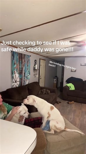 We pretended there was an intruder… this was his reaction 💀 #f#funnyf#foryoud#dog#f#funnyfyp