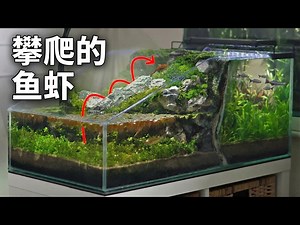 【中配】为我的攀爬鱼虾打造瀑布（双面生态系统） - tanks for nothin