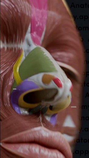Nasal group of facial muscles
