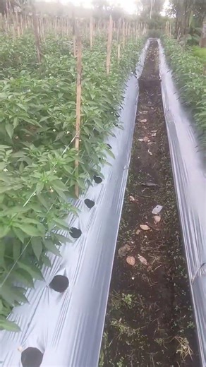 petani muda #petanimilenial