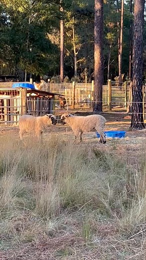Sound on! Yes, females have horns and they know how to use them. | 4J's Ranch