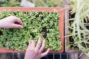 Sustainability at Sydney