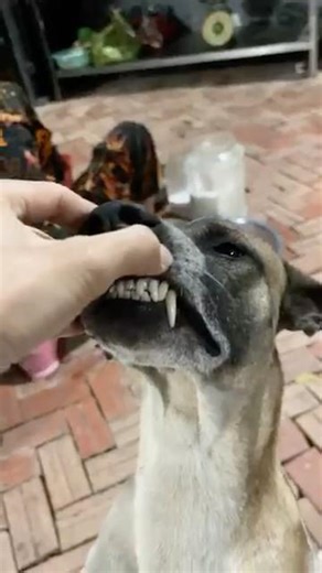 My gentle dog 🐕🥰 Dido #gentle #gentledog #mydog #countryside #shorts