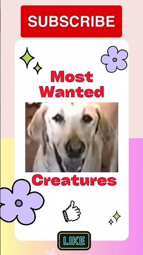 DOG Hall of Fame: Meet MARLEY, the Labrador from Marley & Me 🐶