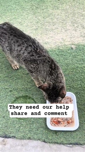 donation Links under my channel profile description view click to donate big or small is truly helpf