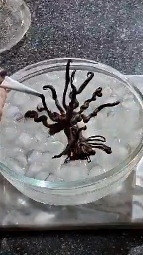 How to Make a Chocolate Tree At Home