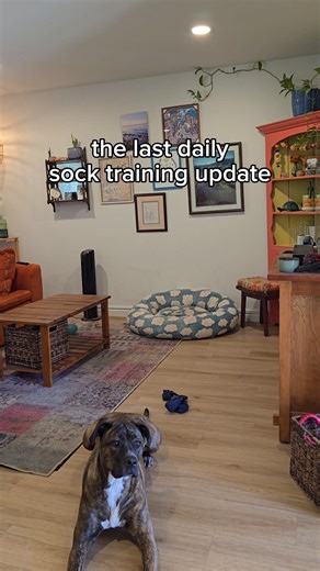 she's only somewhat a sock thief now #dog #dogtraining #dogbootcamp #realdog