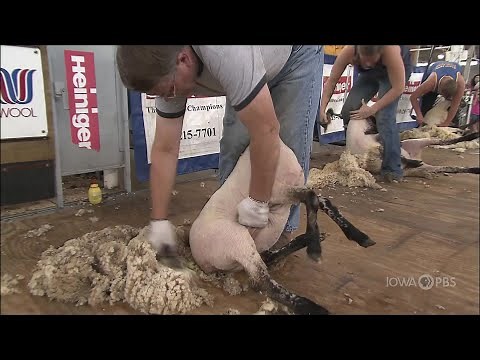 2012 Sheep Shearing Contest | Celebrating the Fair