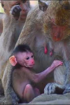 Adorable nice baby monkey