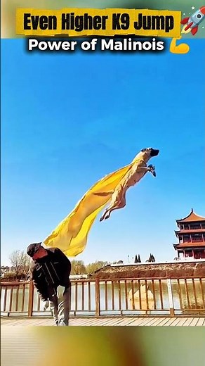 How This Belgian Malinois Police Dog Conquered an Even Higher Jump (Part 2)