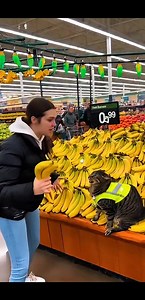 Banana & Apple War Begins! Furious Cat vs Shouting Customer in Store #AngryCatFight #SupermarketChaos #FunnyFruitMoment #USAComedyReels #ViralCatVideo | Kitty Cuddle Club
