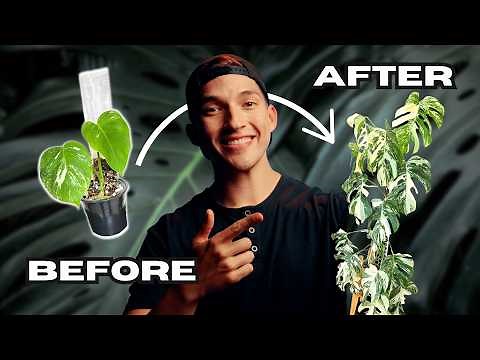 Boost Your Monstera's Growth Using Moss Poles: Step-by-Step Guide