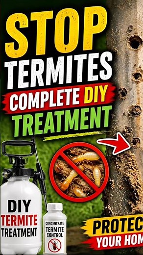 How I Treated My Termites Without Hiring Anyone ##Termites #DIYTermiteTreatment