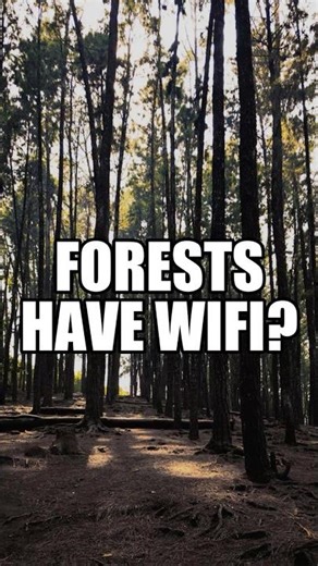 Trees Talk to Each Other Underground #Shorts #Biology