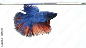 Siamese fighting fish Betta splendens aquarium beautiful tail and fish fins, Thai Fighting Fish or betta blue and red half moon.