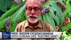 Bigger dog-day cicadas emerge
