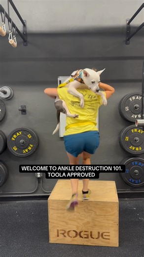 TOOLA, the 3-LEGGED QUEEN, just took over AMPT Fitness Savannah Her volunteer barely survived this insane WOD: 💀 Squats (Toola = weight, human = regrets) 💀 Flutter Kicks (tiny paws, max chaos) 💀 Bicep Curls (dog > dumbbells) 💀 Handstand Holds (Toola judging) 💀 Push Ups (slobber bonus) 💀 Lunges (knees = destroyed) 💀 Runs 💀 Box Step Ups 💀 Assault Bike 💀 Stretching (Toola = calm, human = broken) 3 legs. Infinite chaos. One volunteer questioning life. Huge thanks to AMPT-Savannah for letti