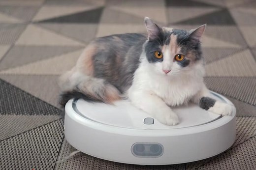 Netflix’s ‘Inside the Mind of a Cat’ Asks The Real Question: Do Our Cats Love Us?