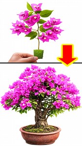 I use a simple home mix to multiply bougainvillea and help the plants grow strong blooms. #global #bougainvillea | H&H Garden Media