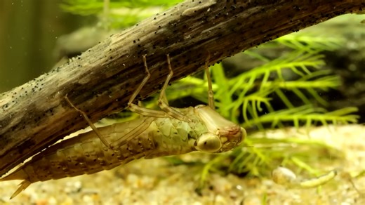 Watch what happens when a dragonfly locks onto prey – 95% kill rate