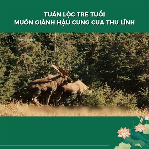 64K views · 350 reactions | TUẦN LỘC TRẺ TUỔI MUỐN GIÀNH HẬU CUNG CỦA THỦ LĨNH#reelsviralシ #reader #thegioidongvat #khamphathegioi #dongvat #reelscristão | Thế Giới Động Vật - TM Media | Facebook