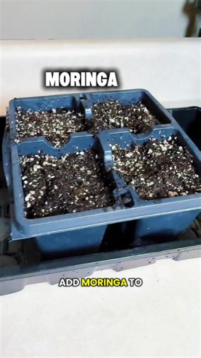 Moringa seed growing secrets for better growth