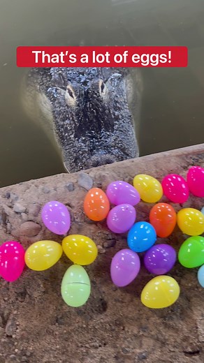 How Many Eggs Can An Alligator Lay?!🤔🥚🐊