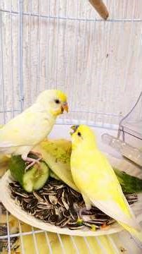 Cucumber song for birds 🎤 🦜 #birds #lovebirdsfarming #pets #kids #cute