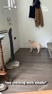 If only we could all do this to our bills! 😔🐶✉️ (Via - Jacob L.) | The Pet Collective