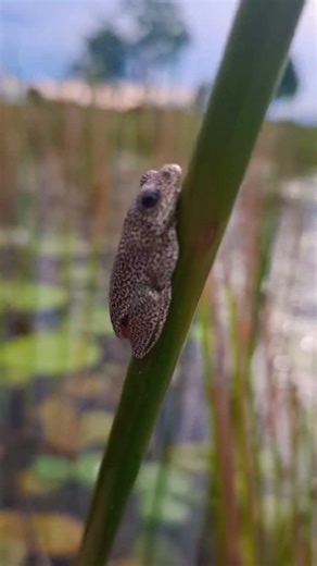 The frog 🐸 #safarilife #luxurysafari #wildlife