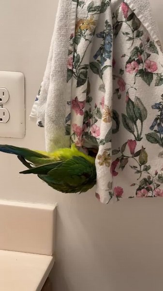 Just doing bird things #parrotsoftiktok #bird #parrot #birds #talkingparrot #