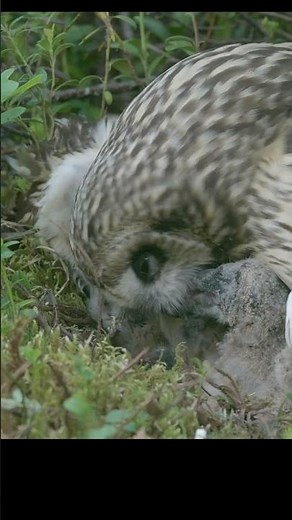 Short eared owl feeding chicks. #shots #birds #wildlife