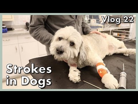 Strokes in Dogs: Symptoms, Diagnosis, Treatment & Prognosis || Vlog 22