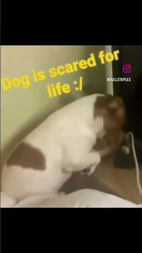 Dog bottle explode #memes #funny #dog #pets