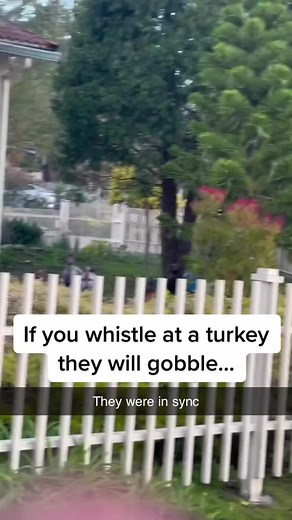 Turkey Sounds Compilation: Gobbling, Laughing, and More