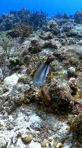 Meet the princess parrotfish. This fish here is in the initial phase of development. The terminal phase will turn this fish into a blue, pink, and yellow beauty. Fun fact: these fish are sequential hermaphrodites. Each phase of the fish is characterized as one gender. The terminal phase of the fish will change to the opposite gender due to environmental cue, such as the loss of a dominant male. In that case, the fish will become a male to ensure the continuation of the species. Interesting, huh?