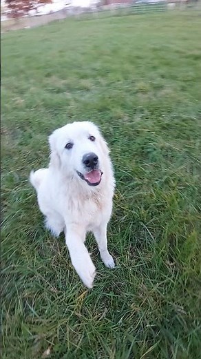 The Great Pyrenees as livestock guardian dog