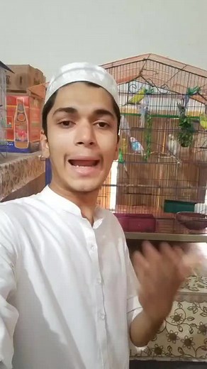 My Parrots❤️.#foryou #foryoupage #foryourpage #fyp #fypシ #parrots #parrot #pets #tiktok #petsoftiktok #birds #birdsoftiktok🦜 #🦜 #australianbirds #australianparrot #care #careofbirds #mhvlogist