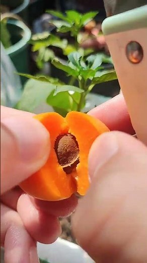 Cutting a Ripe Apricot! Harvest #