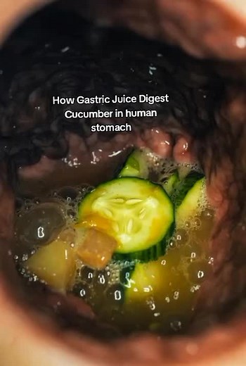 How Gastric Juice Digests Cucumber in Human Stomach