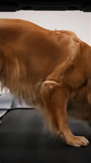 Treat Time Tumble! Dog Forgets Treadmill Exists 😂